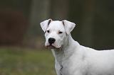 DOGUE ARGENTIN 537